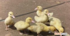 刚出生的小鸭子吃什么