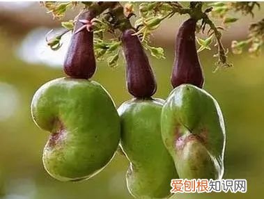 腰果为什么卖那么贵?看到制作工艺,我酸了怎么办