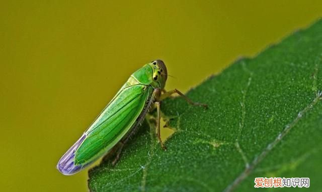 小绿叶蝉会咬人吗，假眼小绿叶蝉的发生和为害特点是怎样的