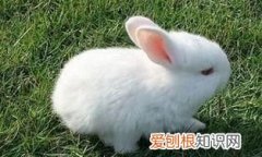 兔子吃什么长的快