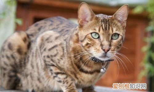 猫咪怎么这么懒，大熊猫为什么懒懒的