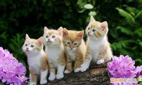 猫咪怎么这么懒，大熊猫为什么懒懒的