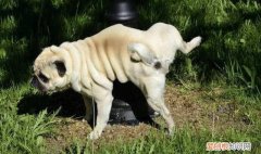 狗狗突然大量喝水为什么，狗狗突然喝很多水 尿很多