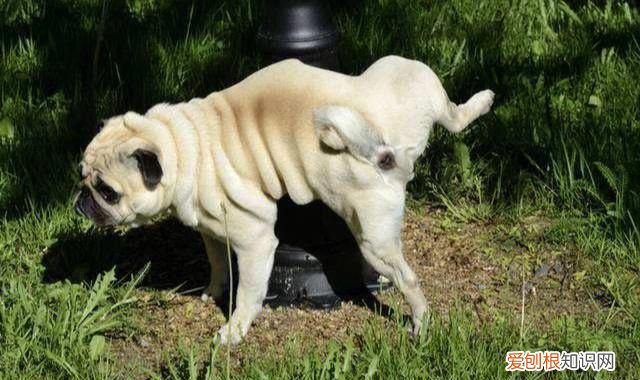 狗狗突然大量喝水为什么，狗狗突然喝很多水 尿很多