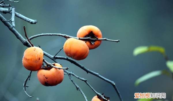 柿子瓤为什么发黑,柿子里面黑黑的是因为坏了吗