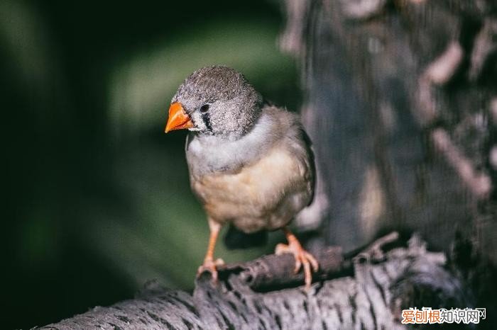 佳能长焦镜头哪个性价比高