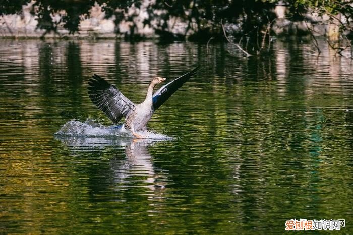 佳能长焦镜头哪个性价比高