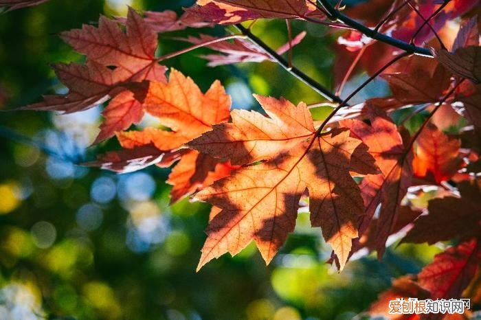 佳能长焦镜头哪个性价比高