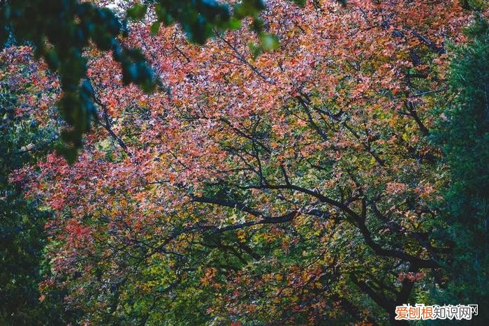 佳能长焦镜头哪个性价比高