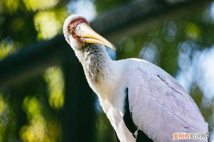 佳能长焦镜头哪个性价比高