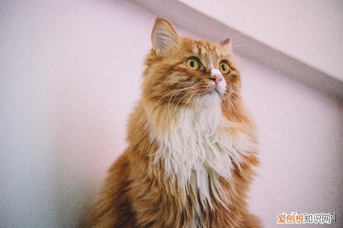 佳能长焦镜头哪个性价比高