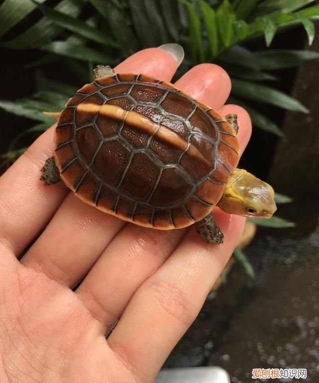 乌龟吃什么东西长得快