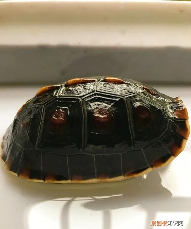 乌龟吃什么东西长得快