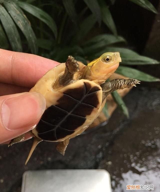 乌龟吃什么东西长得快