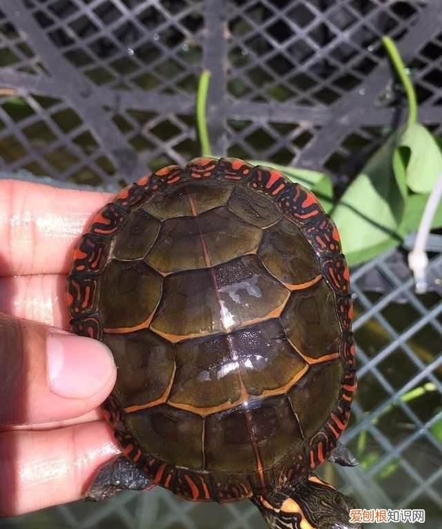 乌龟吃什么东西长得快