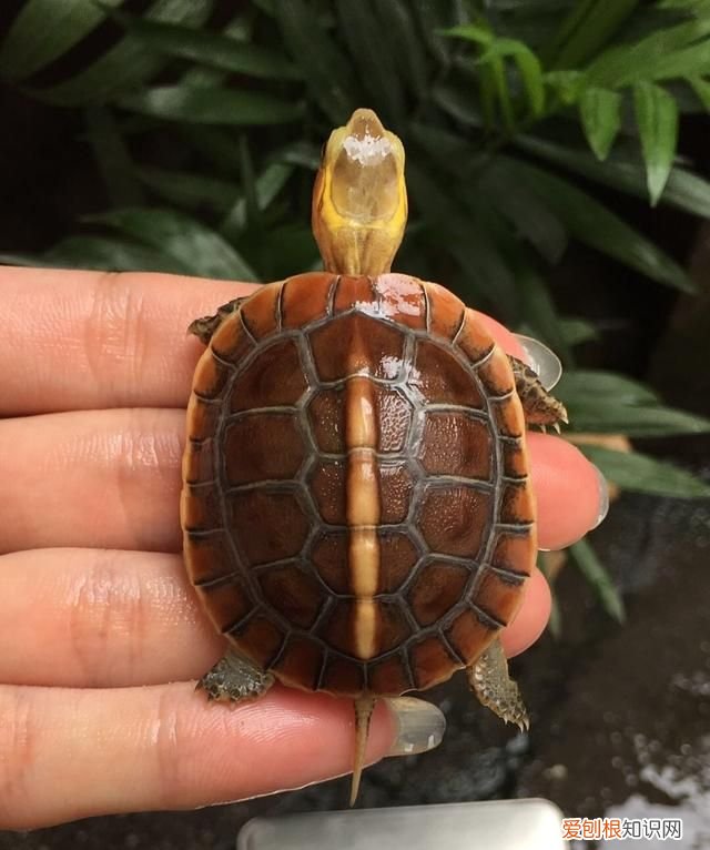 乌龟吃什么东西长得快