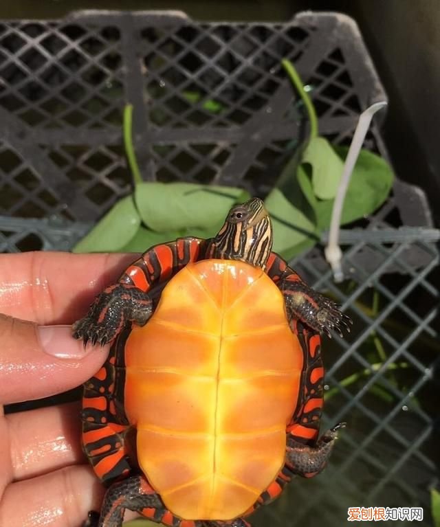 乌龟吃什么东西长得快