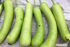 户子是什么菜，户户子是什么菜