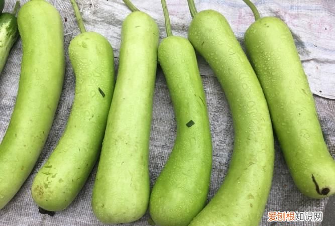 户子是什么菜,户户子是什么菜