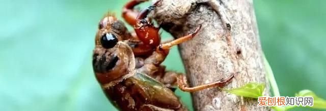 知了猴要怎么保存,知了怎么放冰箱保存