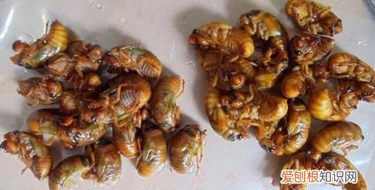 知了猴要怎么保存,知了怎么放冰箱保存