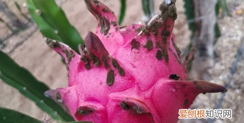 火龙果有虫子是怎么回事,水果店买的火龙果有虫子怎么解决