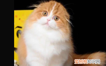 蓝猫高地和蓝猫的区别，高地蓝白猫是什么品种