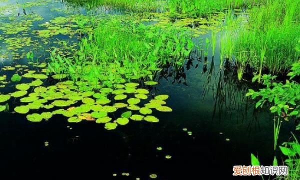 浮萍怎么清除，鱼塘长浮萍怎么去除