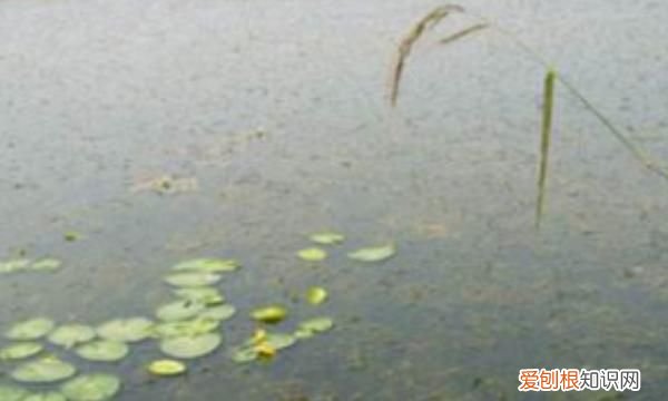 浮萍怎么清除，鱼塘长浮萍怎么去除