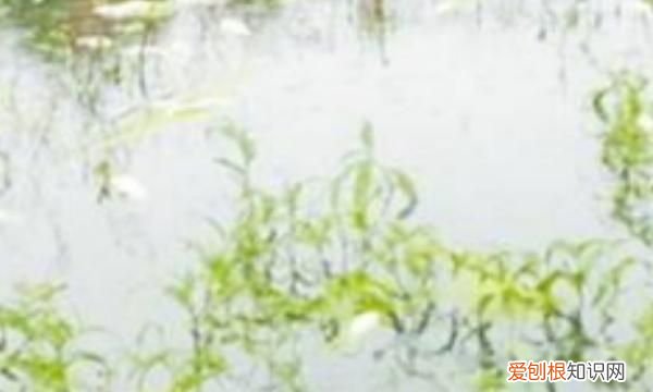 浮萍怎么清除，鱼塘长浮萍怎么去除