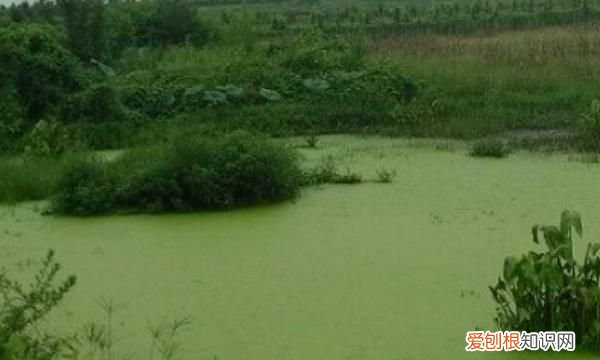 浮萍怎么清除，鱼塘长浮萍怎么去除