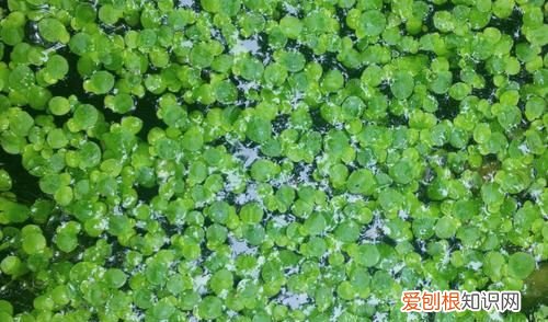 浮萍怎么清除，鱼塘长浮萍怎么去除