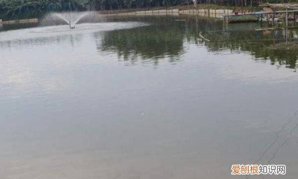 浮萍怎么清除，鱼塘长浮萍怎么去除