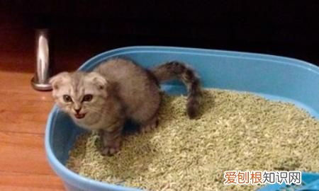 养猫养多大的比较好