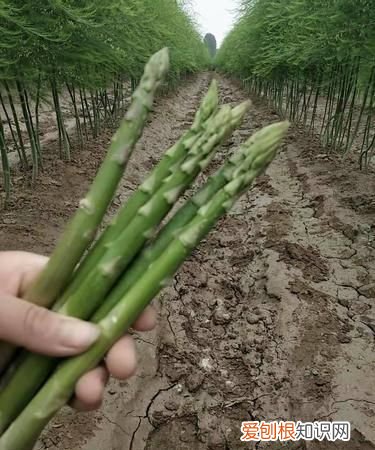 芦笋怎么种 有什么方法