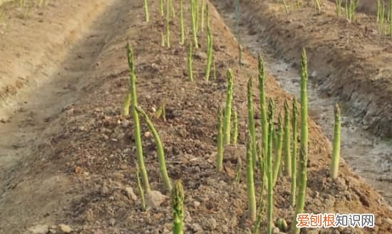 芦笋怎么种 有什么方法