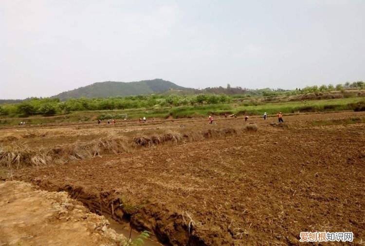 芦笋怎么种 有什么方法