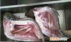 腌腊鱼十斤鱼放多少盐