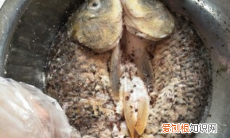 腌腊鱼十斤鱼放多少盐