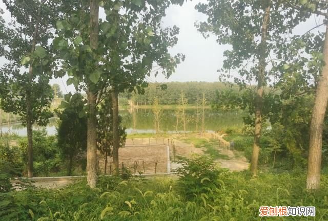 临沂临沭朱村 临沂临沭朱村