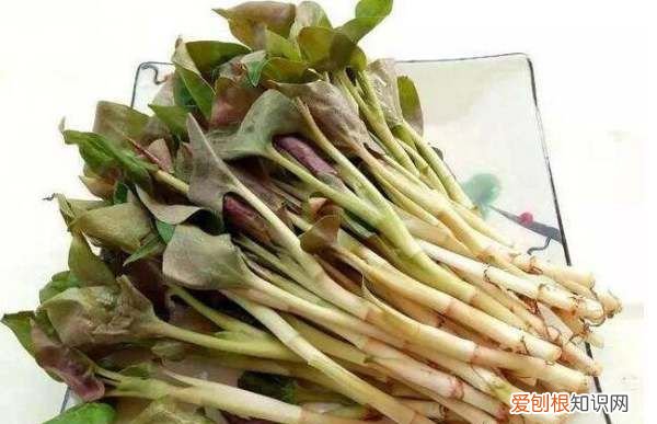 怎么做凉拌折耳根,凉拌折耳根的制作方法视频