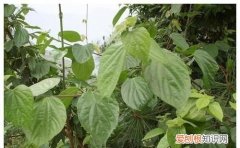 哪些树叶子可以做豆腐，如何制作斑鸠渣叶豆腐