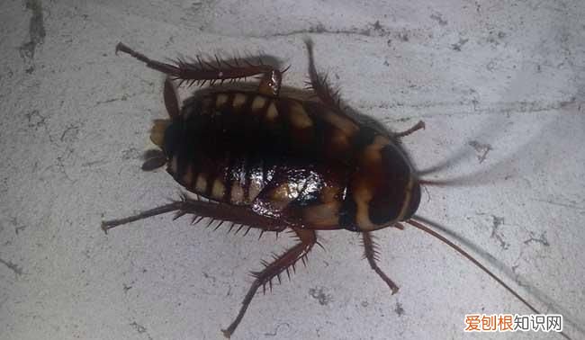 蟑螂在冰箱里能存活吗，蟑螂跑到冰箱冷藏排水孔里去了怎么办