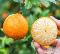 橙子产地在哪里，橙子的产地在哪里