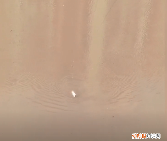 上海一大爷疫情在家1个月，自己家江景房阳台钓到8斤大鱼