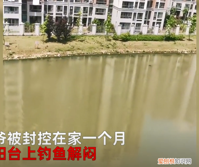 上海一大爷疫情在家1个月，自己家江景房阳台钓到8斤大鱼