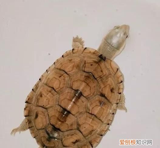 养草龟有什么好处