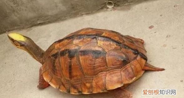 养草龟有什么好处