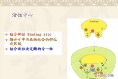 酶的活性中心名词解释，酶的活性中心是什么结构