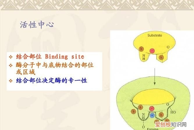 酶的活性中心名词解释，酶的活性中心是什么结构